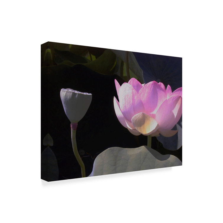Winston Porter Blushing Lotus III On Canvas by Jim Christensen Print
